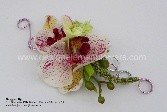 Phalaenopsis Modern Boutonniere